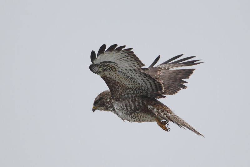 buizerd keteldijk 17-12-2010.jpg