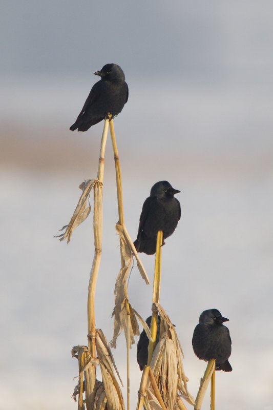 kauw haatland 20-12-2010 3.jpg