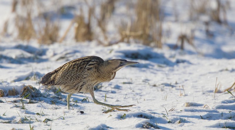 roerdomp polder dronten 26-12-2010 7.jpg
