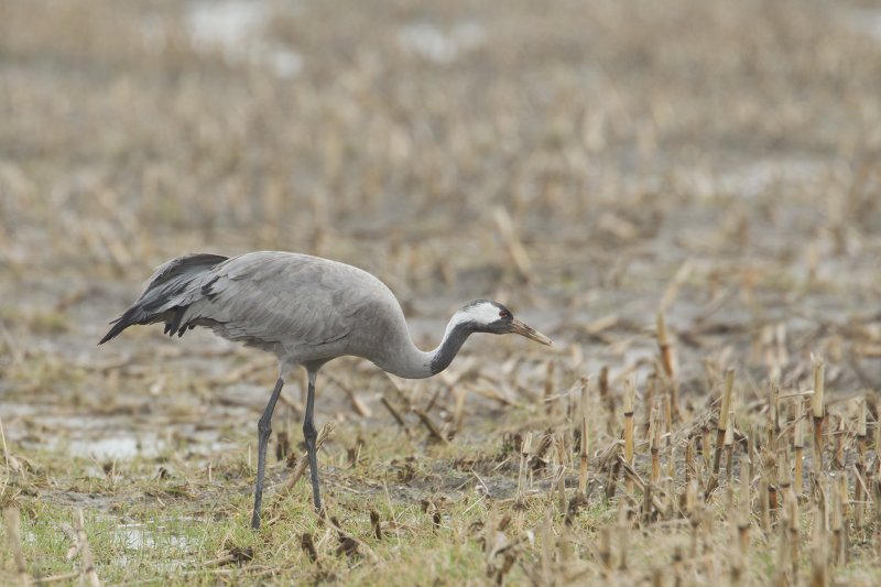 kraanvogel 14-01-2011 texel.jpg