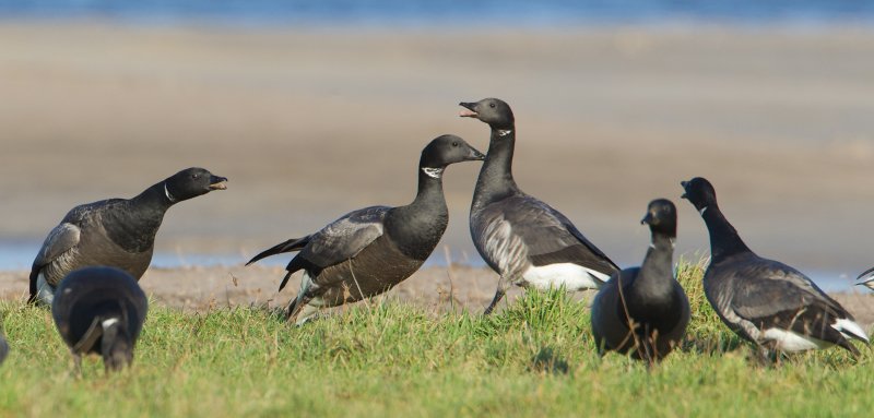 rotgans texel 16-01-2011.jpg