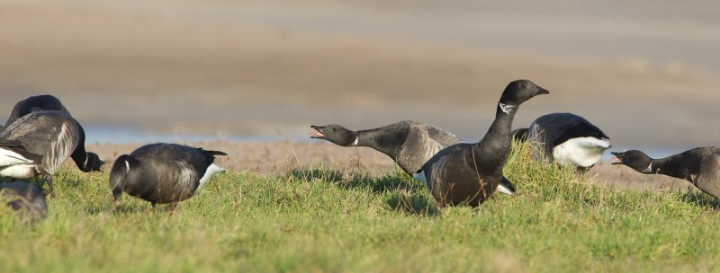 rotgans texel 16-01-2011 3.jpg