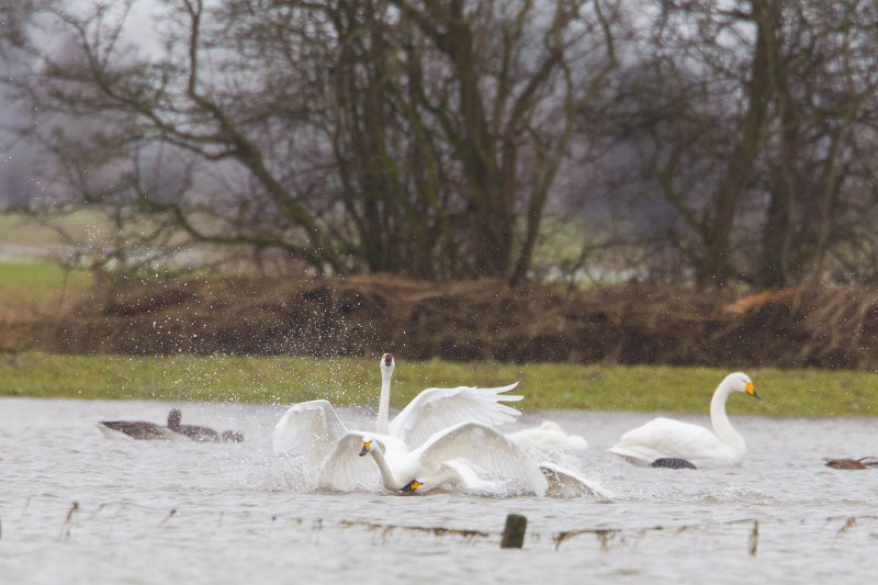 kleine zwaan zalk 24-01-2011 2.jpg