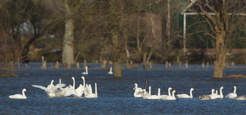 kleine zwaan zalk 20-01-2011.jpg