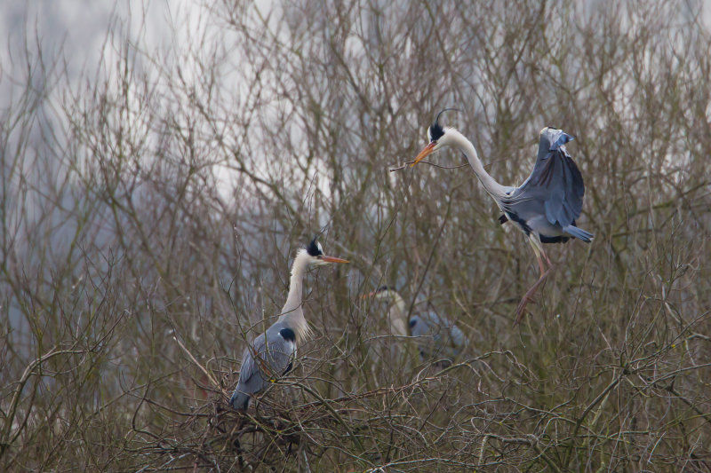 blauwe reiger kampen 13-02-2011 2.jpg