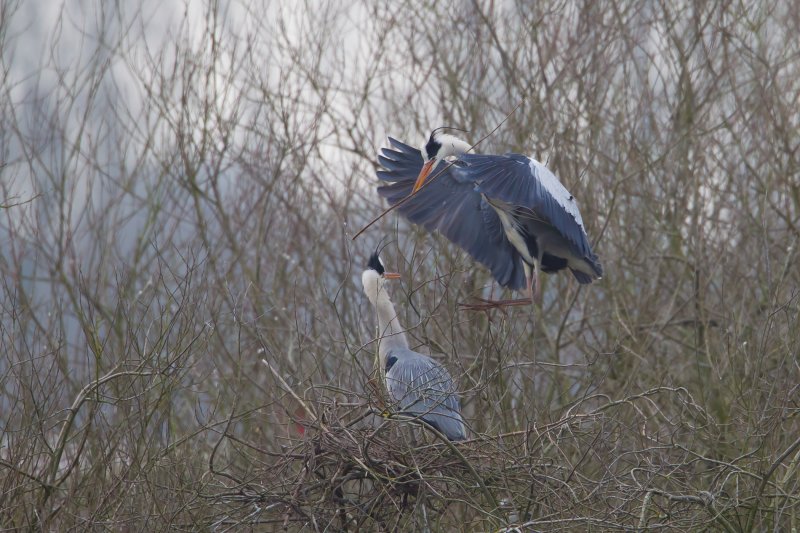 blauwe reiger kampen 13-02-2011 3.jpg