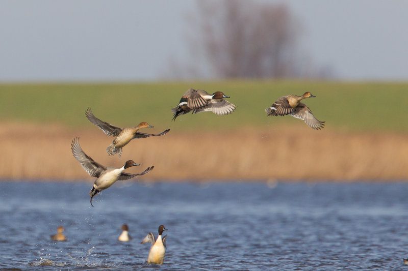 pijlstaart vossemeer 15-02-2011 2.jpg