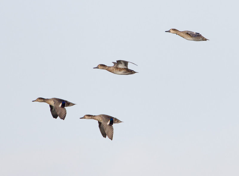 15-09-2012  ijsselmonding wintertaling.jpg