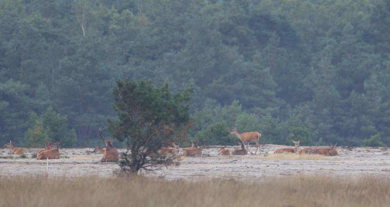 16-09-2012 uddel edelhert.jpg