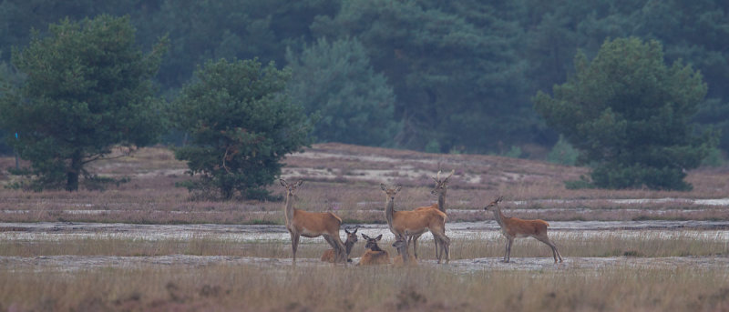 16-09-2012 uddel edelhert 4.jpg