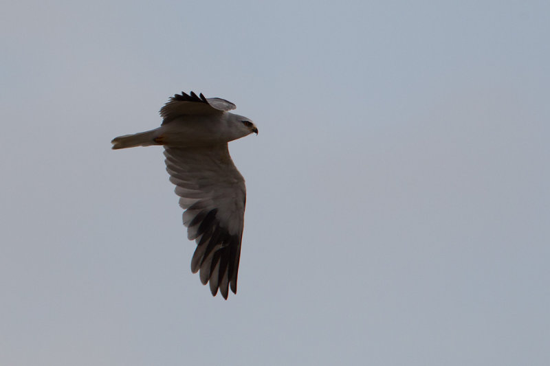 gruize wouw Blaye 24-09-2012 4.jpg