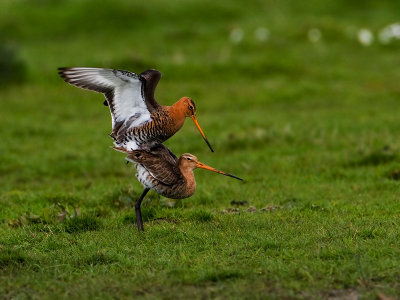 grutto uitkerkse polder 30-04-2008