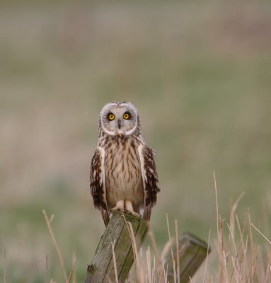 velduil, short eared owl