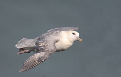 noordse stormvogel 5-04-2009 3.jpg