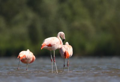 chileense flamingo ketel 17-06-2010.jpg
