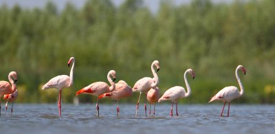 flamingo ketel 26-06-2010.jpg