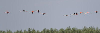 flamingo ketel 26-06-2010 2.jpg