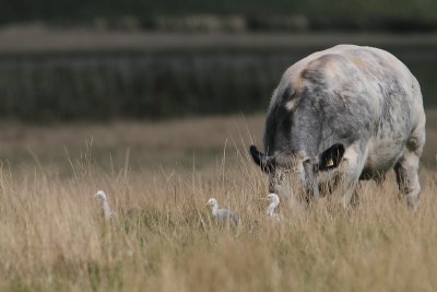 koereiger achterhaven 23-08-2010.jpg