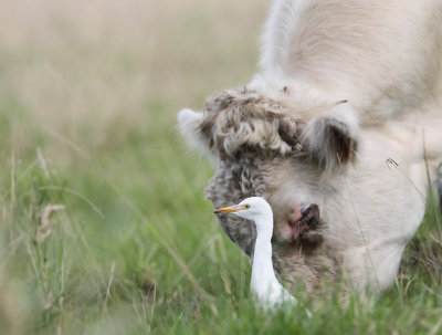 koereiger achterhaven 23-08-2010 4.jpg