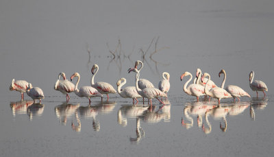 flamingo 17-09-2010 ordesa.jpg