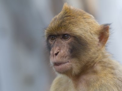 makaak gibraltar 11-09-2010 3.jpg