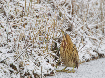 roerdomp 17-12-2010 stobbenweg.jpg