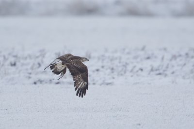 ruigpootbuizerd polder dronten 17-12-2010 2.jpg