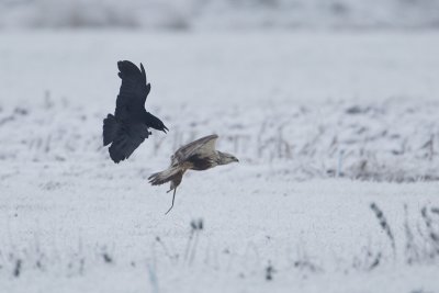 ruigpootbuizerd polder dronten 17-12-2010 3.jpg