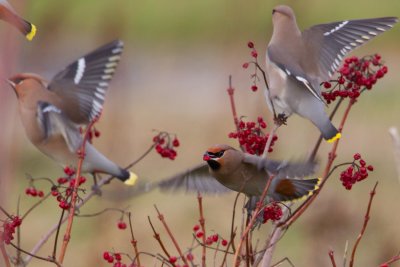 pestvogel tees 3-01-2010.jpg