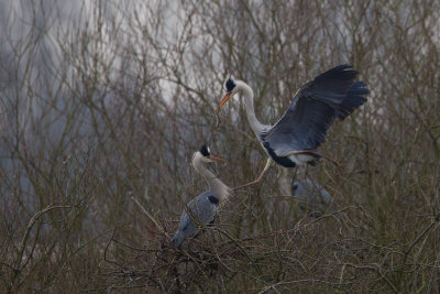 blauwe reiger kampen 13-02-2011.jpg