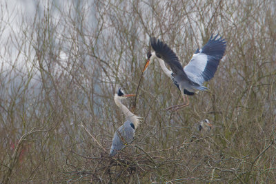 blauwe reiger kampen 13-02-2011 4.jpg