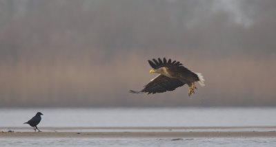 zeearend 15-02-2011 ijsselmonding 3.jpg