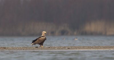 zeearend 15-02-2011 ijsselmonding 9.jpg
