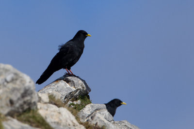 30-09-2012 picos alpenkauw.jpg