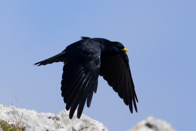 30-09-2012 picos alpenkauw 3.jpg