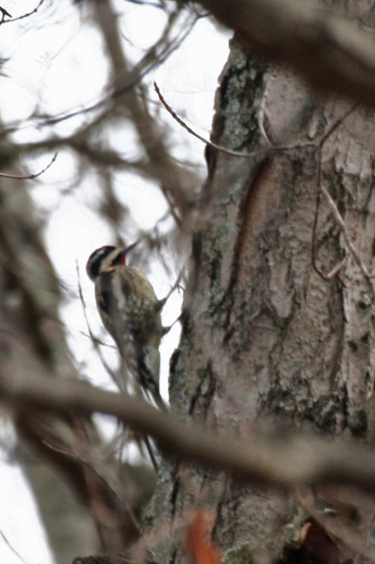 Yellow-bellied Sapsucker