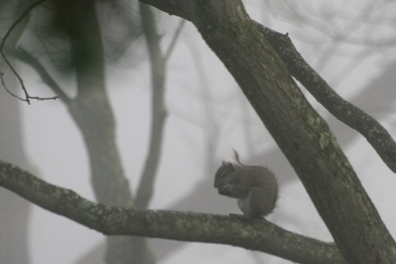 in the fog