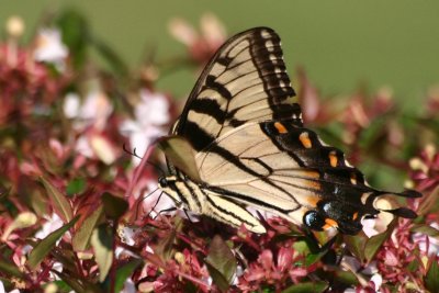 Eastern Tiger Swallowtail