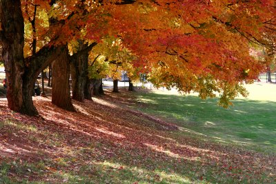 Campus in Autumn