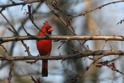 Cardinal in peach tree
