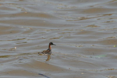 Red-necked Phalarope