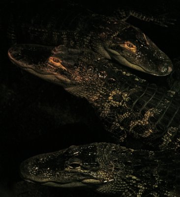 'gators