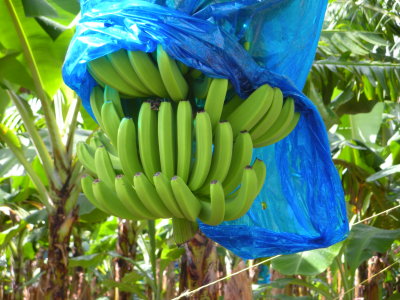 Banannas growing on St. Lucia