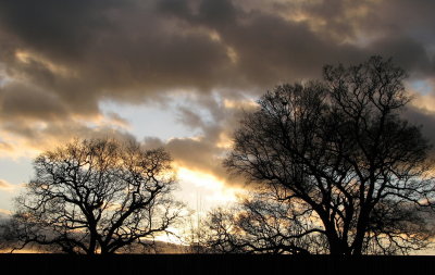 Trees M25 evening.jpg