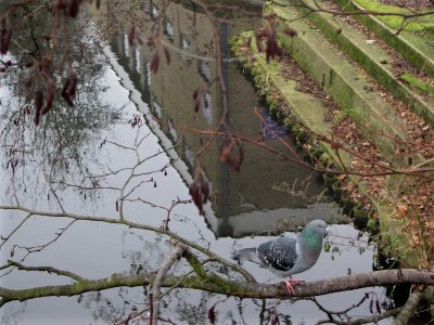 Pidgeon reflection Watford.jpg