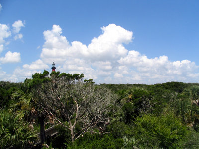 Standing amongst the trees