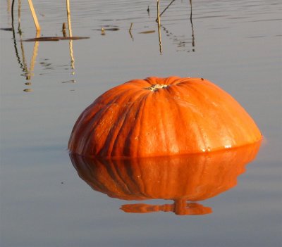 Fly on a ......pumpkin