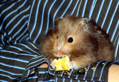 Cocotte, my daughter's hamster