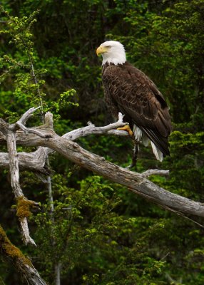 Alaska Birds Gallery