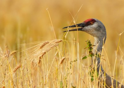 Whole Grain Meal